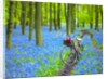 Bicycle in spring forest by Assaf Frank